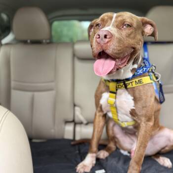 American Staffordshire Terrier and American Bully Dogs Available for Adoption in Roswell, Georgia - Quanny | PetCurious