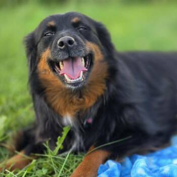 Farrah -  Australian Shepherd and Mixed Breed Dog for Adoption in Alma, Wisconsin - Farrah | PetCurious