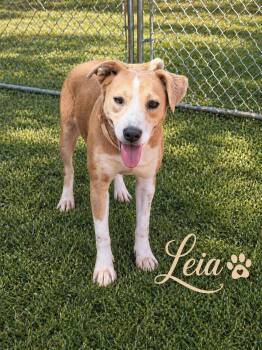 Hound Dogs Available for Adoption in Sylacauga, Alabama - Leia | PetCurious