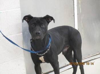 Labrador Retriever Dogs Available for Adoption - (826) | PetCurious