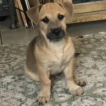 Tootsie Roll -  Terrier and Mixed Breed Dog for Adoption in Corpus Christi, Texas - Tootsie Roll | PetCurious