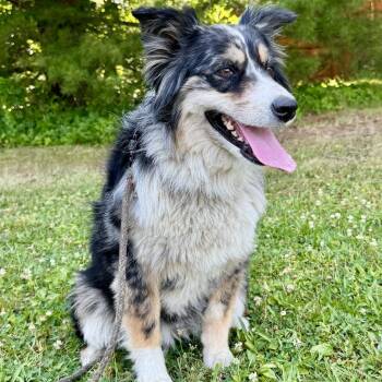 Paprika -  Australian Terrier Dog for Adoption in Richboro, Pennsylvania - Paprika | PetCurious