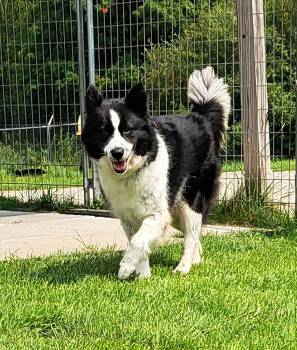 Flicka -  Border Collie Dog for Adoption in Gouverneur, New York - Flicka | PetCurious