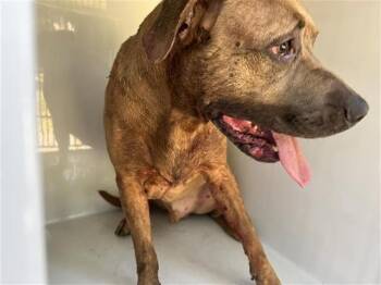 BEYONCE -  Pit Bull Terrier and Mixed Breed Dog for Adoption in Houston, Texas - BEYONCE | PetCurious