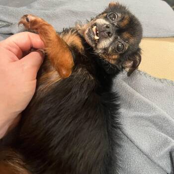 Shih Tzu and Chihuahua Dogs Available for Adoption in Fort Lauderdale, Florida - Feather | PetCurious