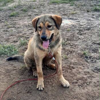 Anatolian Shepherd and Yellow Labrador Retriever Dogs Available for Adoption in Brainerd, Minnesota - Ranger | PetCurious