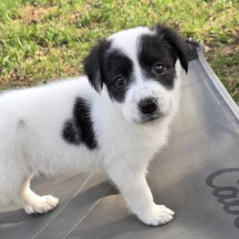 Tansy -  Border Collie and Mixed Breed Dog for Adoption in Springfield, Missouri - Tansy | PetCurious