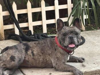 Rescue French Bulldog Dogs for Adoption in Tracy, California - Bordeaux | PetCurious