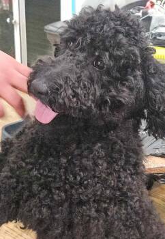 Bernedoodle Dogs Available for Adoption in Twin Lakes, Wisconsin - #264 Mueca | PetCurious