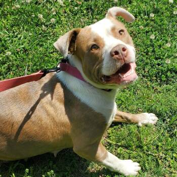 Pit Bull Terrier and Retriever Dogs Available for Adoption in Chattanooga, Tennessee - Hazel | PetCurious