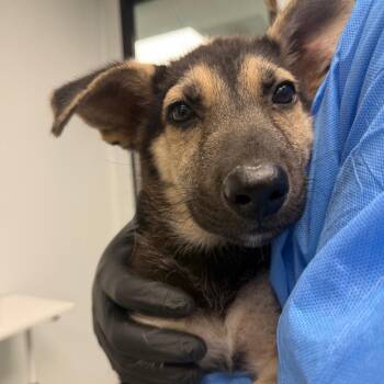 Magneto -  German Shepherd Dog Dog for Adoption in Abilene, Texas - Magneto | PetCurious