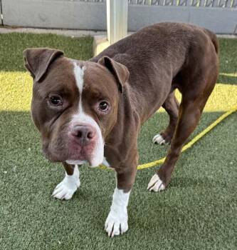 *Oliver* -  Pit Bull Terrier Dog for Adoption in Salt Lake City, Utah - *Oliver* | PetCurious