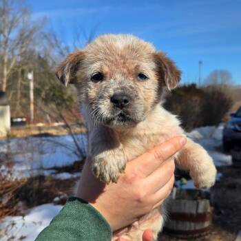 Cattle Dog Dogs Available for Adoption - CT Scooby Doo Avail Mar 21 | PetCurious