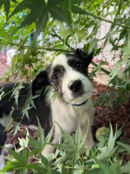Terrier Dogs Available for Adoption in Fresno, California - BABY TATER | PetCurious