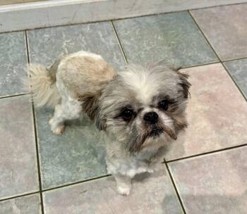 Shih Tzu Dogs Available for Adoption - DARLING LIL MAN | PetCurious