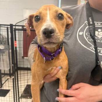 Zaline -  Pit Bull Terrier Dog for Adoption in East St. Louis, Illinois - Zaline | PetCurious