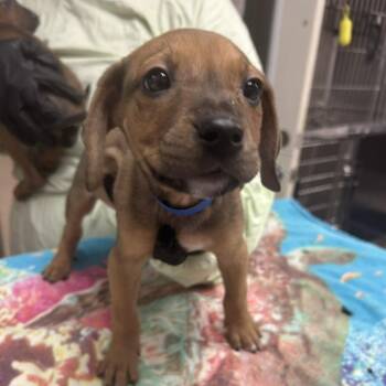Mixed Breed Dogs Available for Adoption in Knoxville, Tennessee - Slider | PetCurious