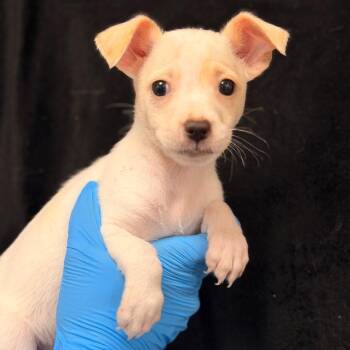 Boston -  Chihuahua Dog for Adoption in San Antonio, Texas - Boston | PetCurious
