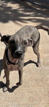 Rescue Terrier and Mixed Breed Dogs for Adoption in Honolulu, Hawaii - 59291755 | PetCurious