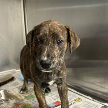Lagoona -  Mixed Breed Dog for Adoption in Knoxville, Tennessee - Lagoona | PetCurious