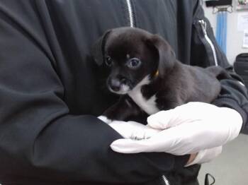 Chihuahua Dogs Available for Adoption in Salinas, California - NIKO | PetCurious