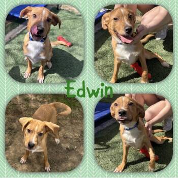 Terrier and Hound Dogs Available for Adoption in Dayton, Ohio - Edwin | PetCurious