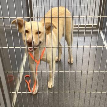 Norine -  Retriever Dog for Adoption in Montgomery, Alabama - Norine | PetCurious