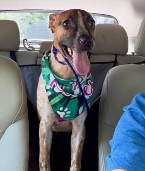 Daisy -  Australian Cattle Dog Blue Heeler Dog for Adoption in Little Rock, Arkansas - Daisy | PetCurious