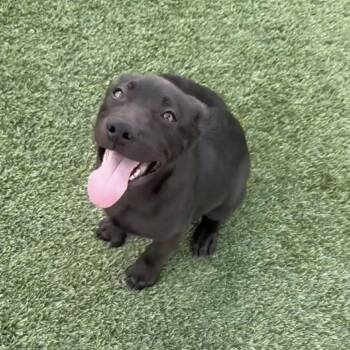 Freedom -  Labrador Retriever and German Shepherd Dog Dog for Adoption in Tacoma, Washington - Freedom | PetCurious