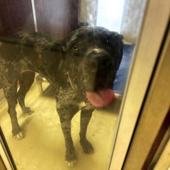 Great Dane Dogs Available for Adoption in Phoenixville, Pennsylvania - Dollor | PetCurious