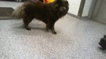 Chow Chow Dogs Available for Adoption in Charlotte, North Carolina - A1262586 | PetCurious