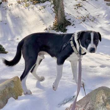 Border Collie Dogs Available for Adoption - Earl | PetCurious