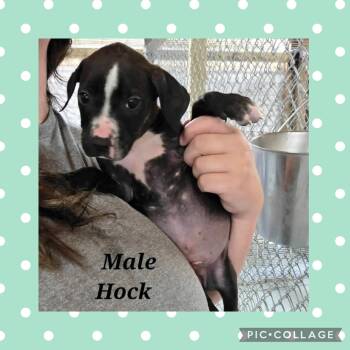 Pit Bull Terrier Dogs Available for Adoption in Ringwood, New Jersey - Hock | PetCurious