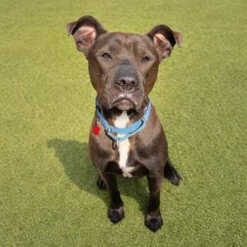 Mixed Breed Dogs Available for Adoption in Merriam, Kansas - Juniper | PetCurious