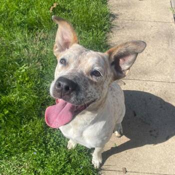 Australian Cattle Dog Blue Heeler and Labrador Retriever Dogs Available for Adoption in Dysart, Iowa - Roxie | PetCurious