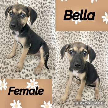 Bella 1 -  German Shepherd Dog Dog for Adoption in Manchester, Connecticut - Bella 1 | PetCurious