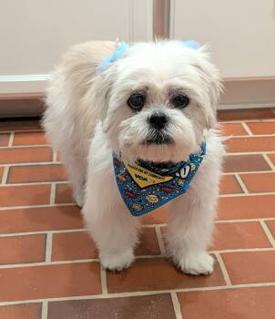 Rescue Shih Tzu Dogs for Adoption in Alpharetta, Georgia - Fidget | PetCurious