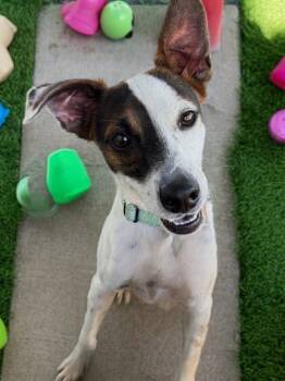 Rescue Jack Russell Terrier and Mixed Breed Dogs for Adoption in Fort Myers, Florida - Phoenix - JRTx With Reduced Fee! | PetCurious