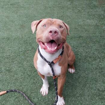 Maverick A2000894 -  Pit Bull Terrier Dog for Adoption in Los Angeles, California - Maverick A2000894 | PetCurious