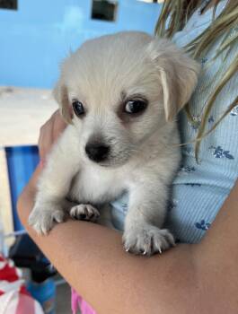 Yuki -  Chihuahua and Mixed Breed Dog for Adoption in Portland, Oregon - Yuki | PetCurious