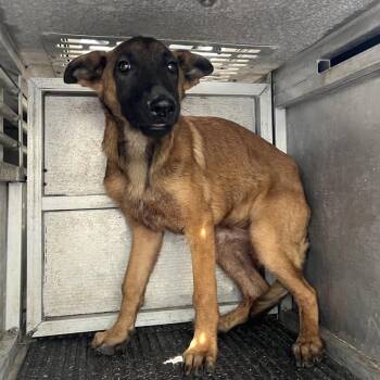 Coffee Bean -  Belgian Shepherd Malinois and Shepherd Dog for Adoption in Edinburg, Texas - Coffee Bean | PetCurious