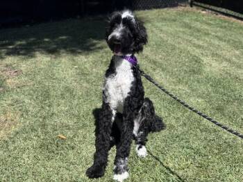 Standard Poodle and Australian Shepherd Dogs Available for Adoption - Oreo | PetCurious