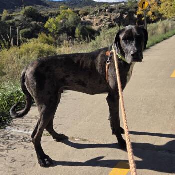 Ragnar -  Great Dane and Mixed Breed Dog for Adoption in Durango, Colorado - Ragnar | PetCurious