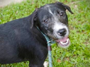 ELEVEN -  Goldendoodle and American Staffordshire Terrier Dog for Adoption in Tallahassee, Florida - ELEVEN | PetCurious
