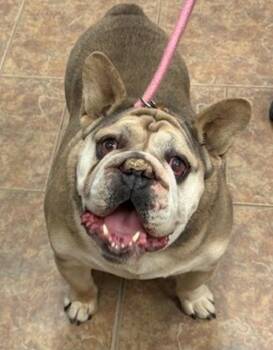 English Bulldog and French Bulldog Dogs Available for Adoption in Littleton, Colorado - Louie | PetCurious