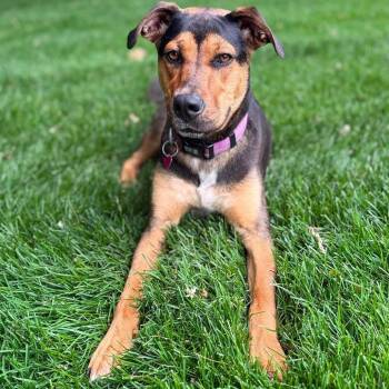 Monkey -  Mixed Breed Dog for Adoption in Buffalo, Minnesota - Monkey | PetCurious