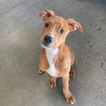 Rescue Mixed Breed Dogs for Adoption in Mishawaka, Indiana - Cranberry | PetCurious