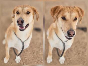Labrador Retriever and Mixed Breed Dogs Available for Adoption in Albuquerque, New Mexico - LOVEY | PetCurious
