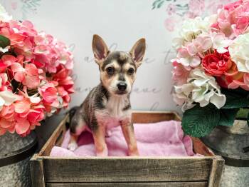 Mixed Breed and Chihuahua Dogs Available for Adoption in Newberg, Oregon - Pecan | PetCurious