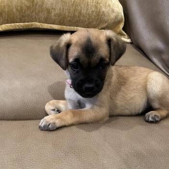 LIBBY -  Maltese and Pug Dog for Adoption in Richmond, California - LIBBY | PetCurious